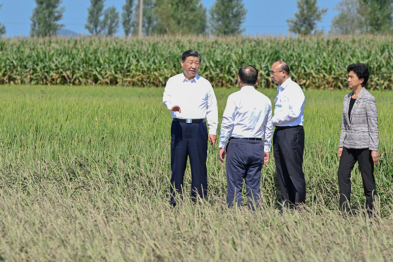 9月6日至8日，中共中央总书记、国家主席、中央军委主席习近平在黑龙江考察。这是7日上午，习近平在遭受洪涝灾难的哈尔滨尚志市老街基乡龙王庙村，观察水稻受灾情形。